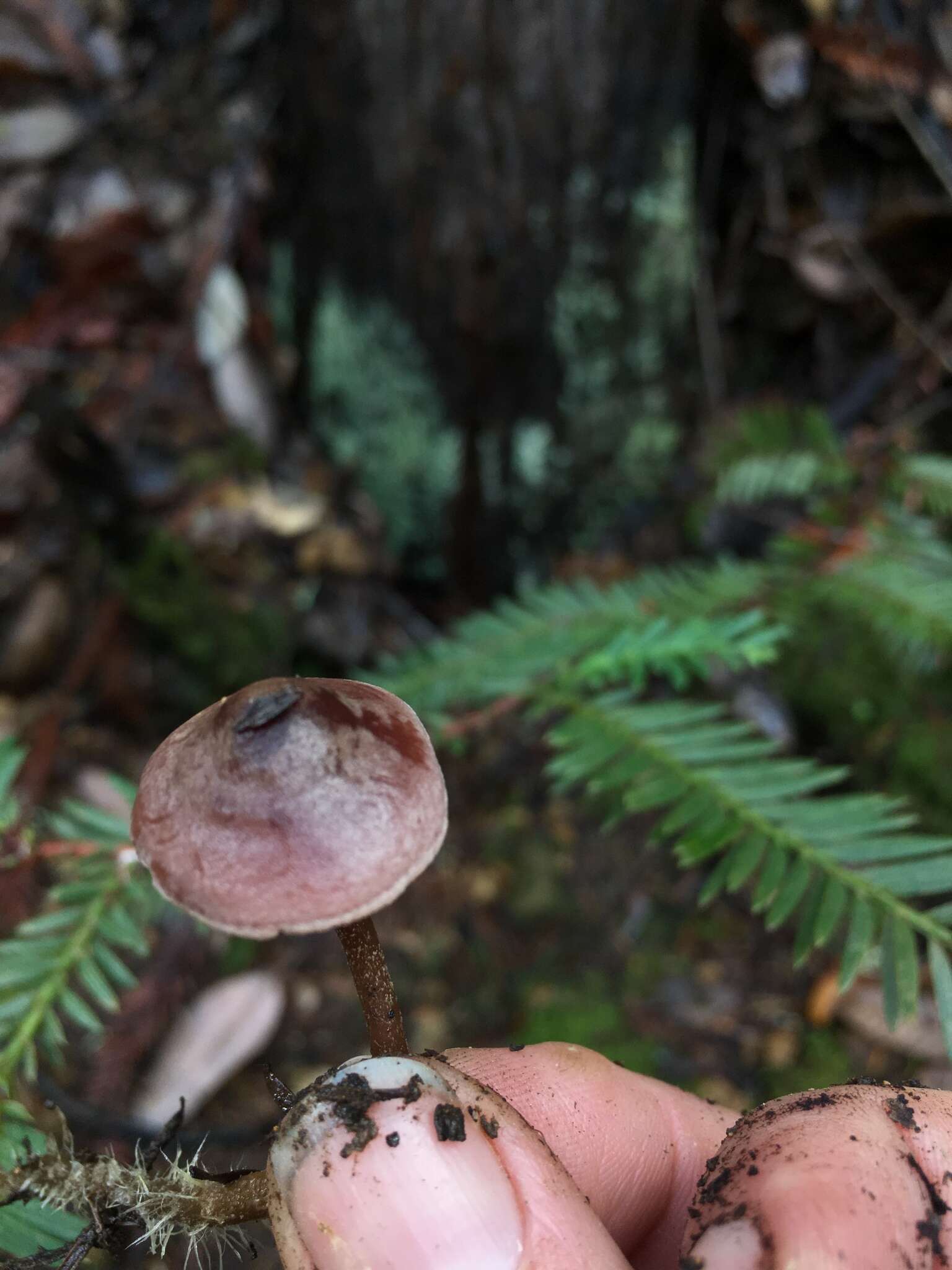 Imagem de Pseudobaeospora stevensii Desjardin 2004