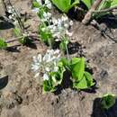 Plancia ëd Ornithogalum convallarioides H. Perrier