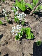 Image of Ornithogalum convallarioides H. Perrier