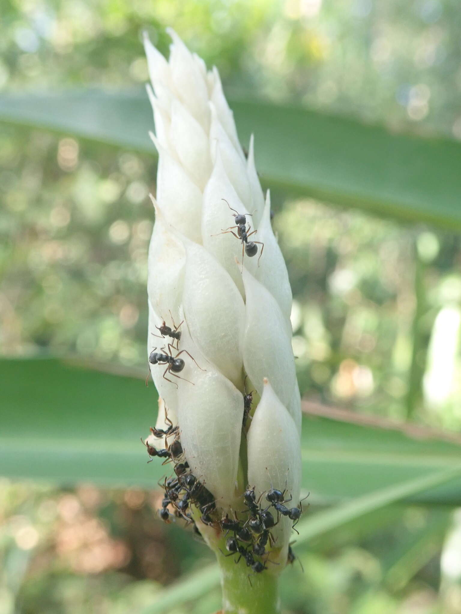 Image of Alpinia oxymitra K. Schum.