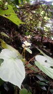 Image of Begonia ozotothrix D. C. Thomas