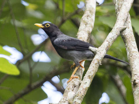 Image of Yellow-legged Thrush