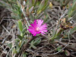 Ruschia congesta (Salm-Dyck) L. Bol. resmi