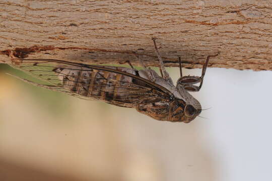 Image of Cicada barbara barbara (Stal 1866)