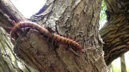 Image of Scolopendra subspinipes Leach 1816