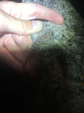 Image of Northern Spotted Rock Dtella