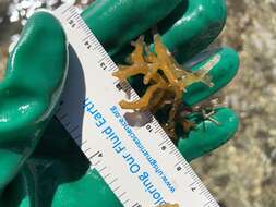 Image of Red algae