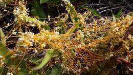 Image of buttonbush dodder