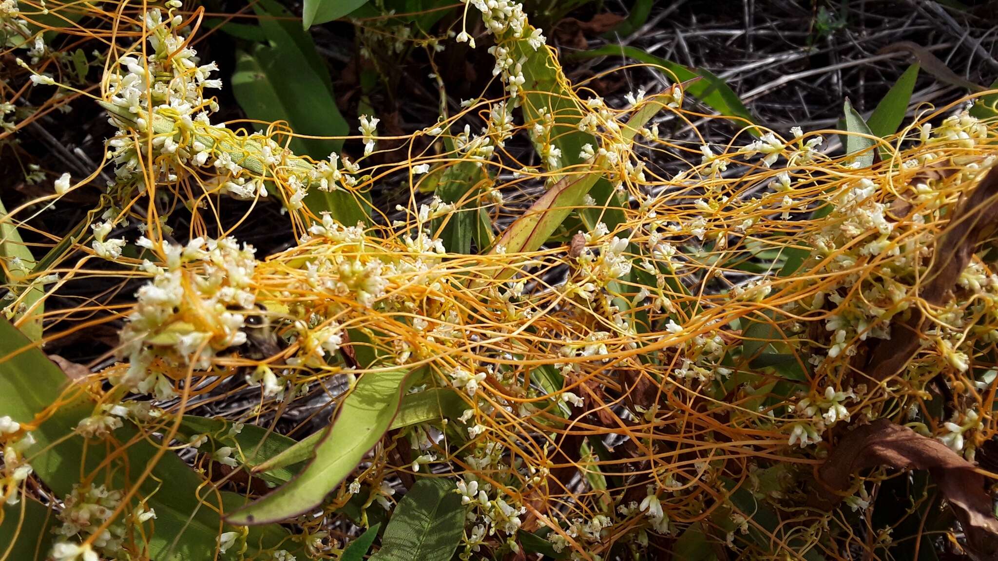 Image of buttonbush dodder