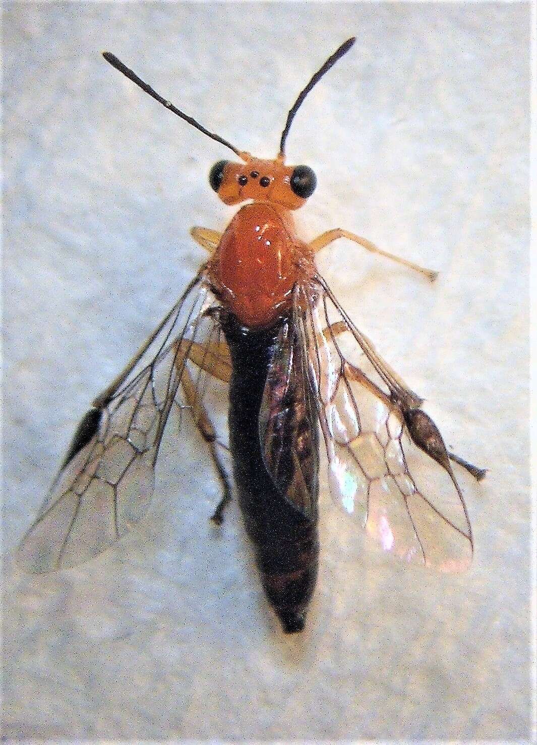 Слика од Phylacteophaga