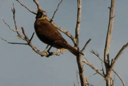 Image of Brown Falcon
