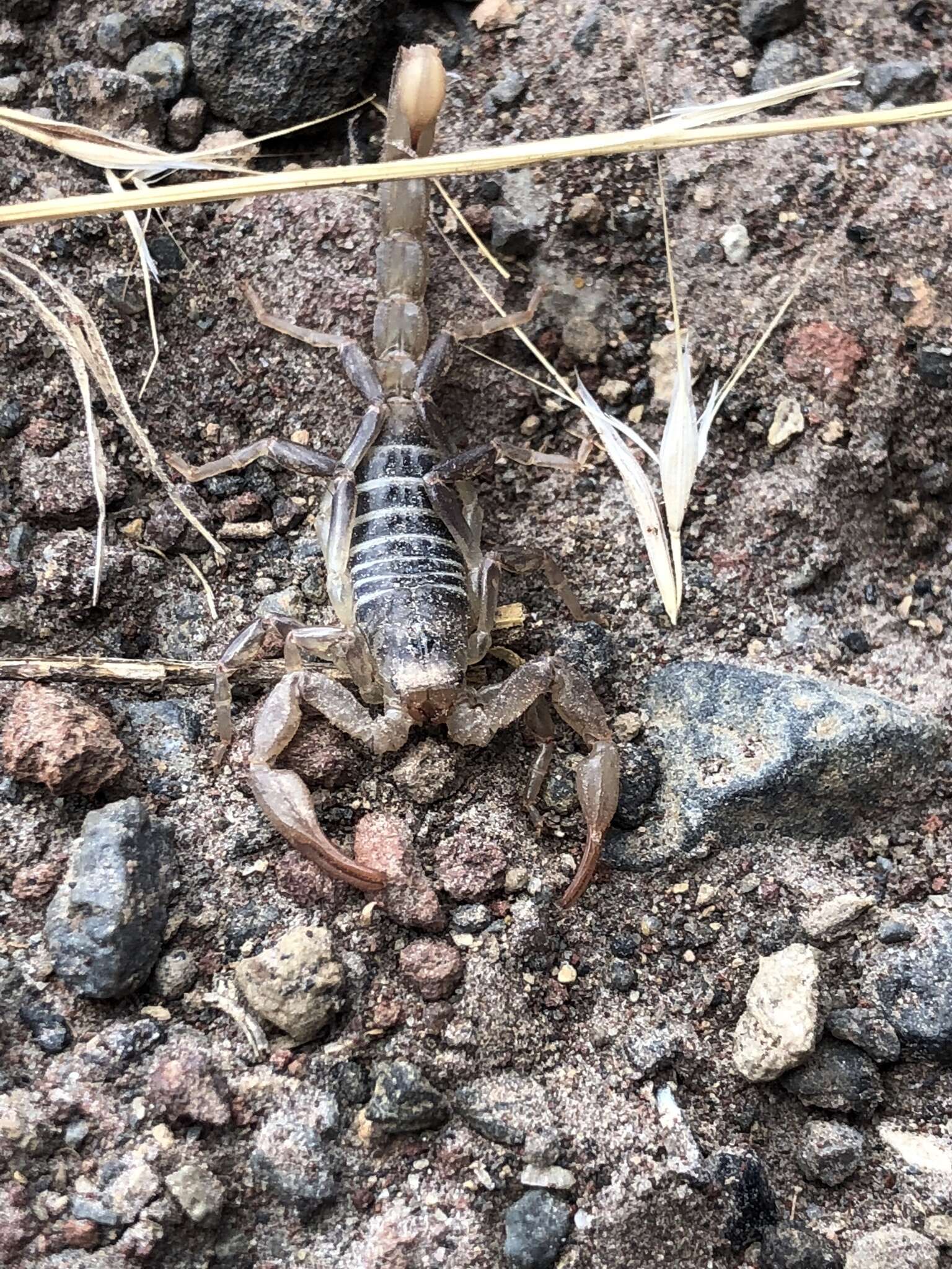 Image of Northern Scorpion