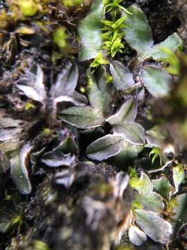 Image of Riccia sorocarpa Bisch.