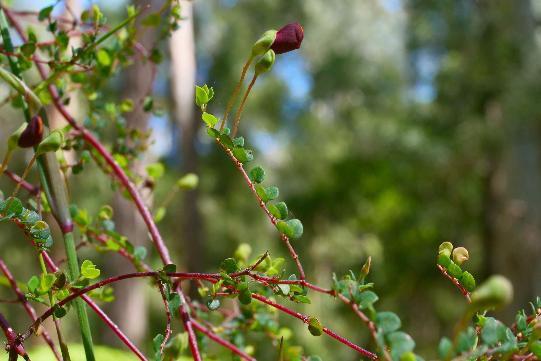 Image of Bossiaea cordigera Hook. fil.