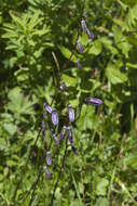 Image of Campanula collina Sims