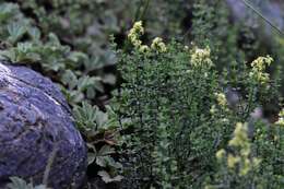 Image of Galium coriaceum Bunge