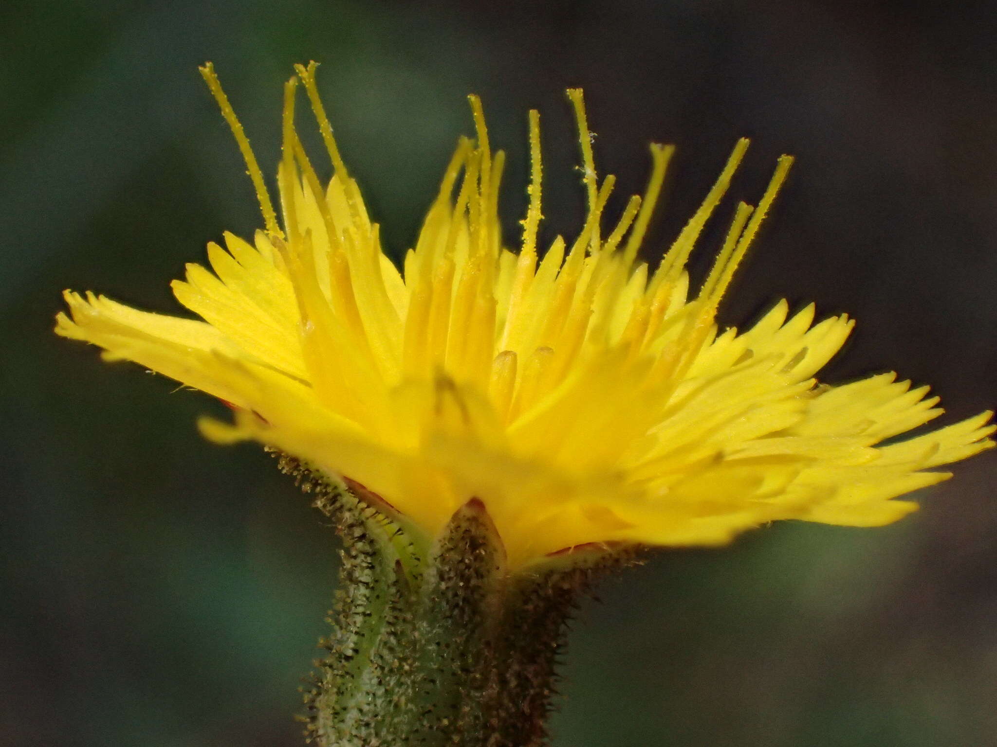 Image of southern hawkweed