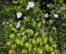 Sivun Hibiscus moscheutos subsp. moscheutos kuva