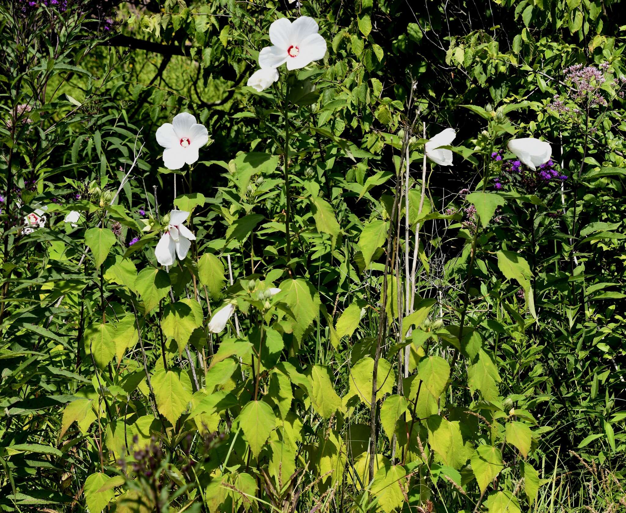 Sivun Hibiscus moscheutos subsp. moscheutos kuva