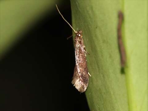 Image of Moth