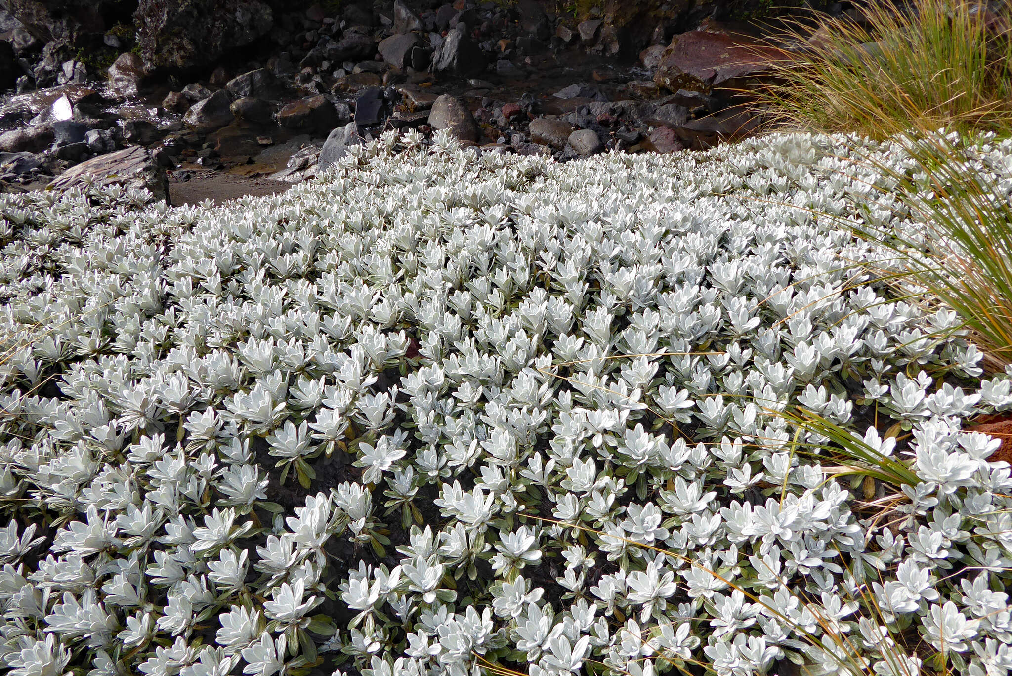 Image of white mountain daisy