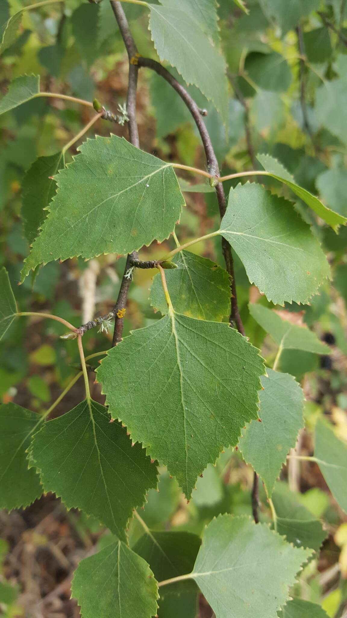 Image of Common Birch