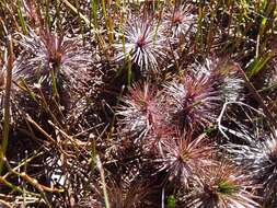 Image of Stylidium lineare Sw. ex Willd.