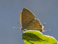 Imagem de Hypolycaena philippus philippus