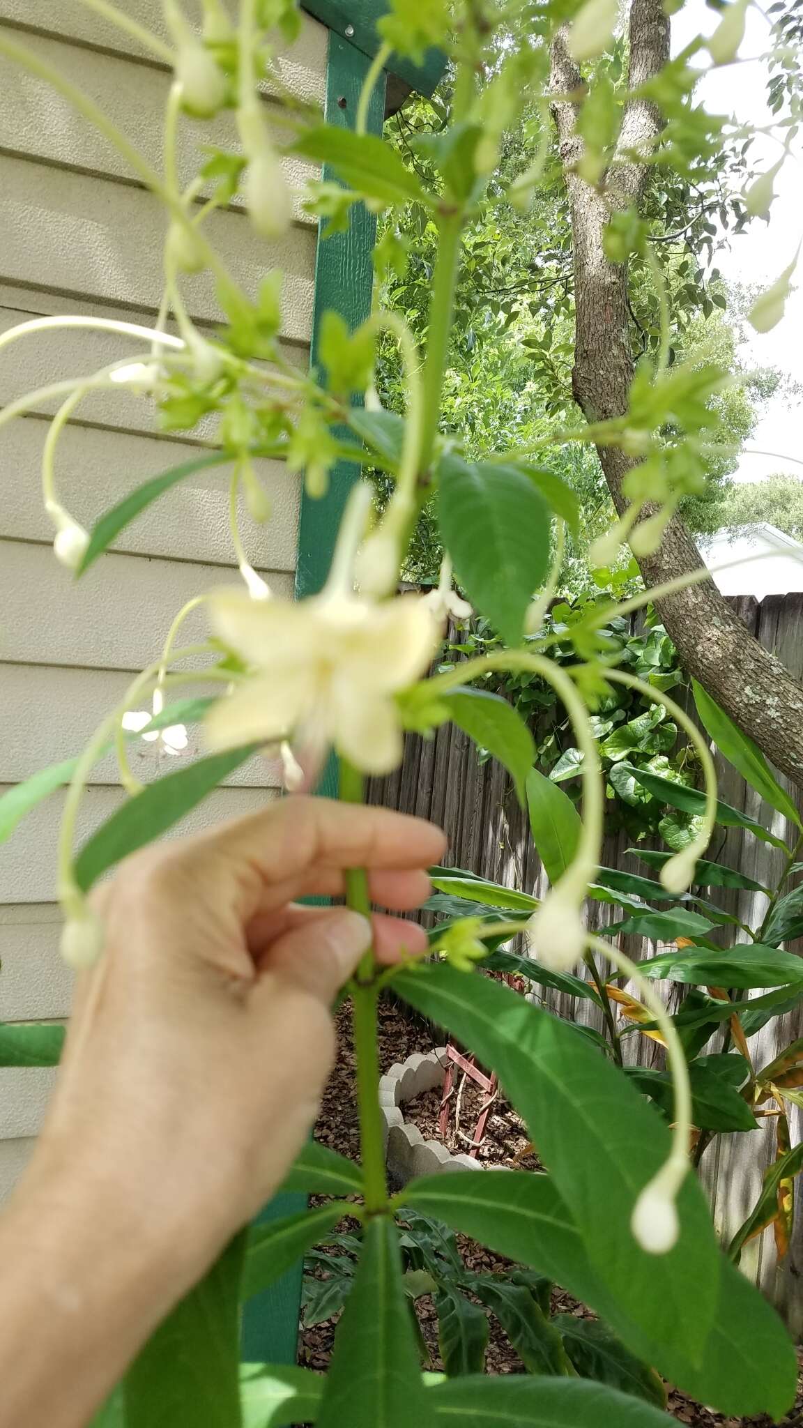 Imagem de Clerodendrum indicum (L.) Kuntze