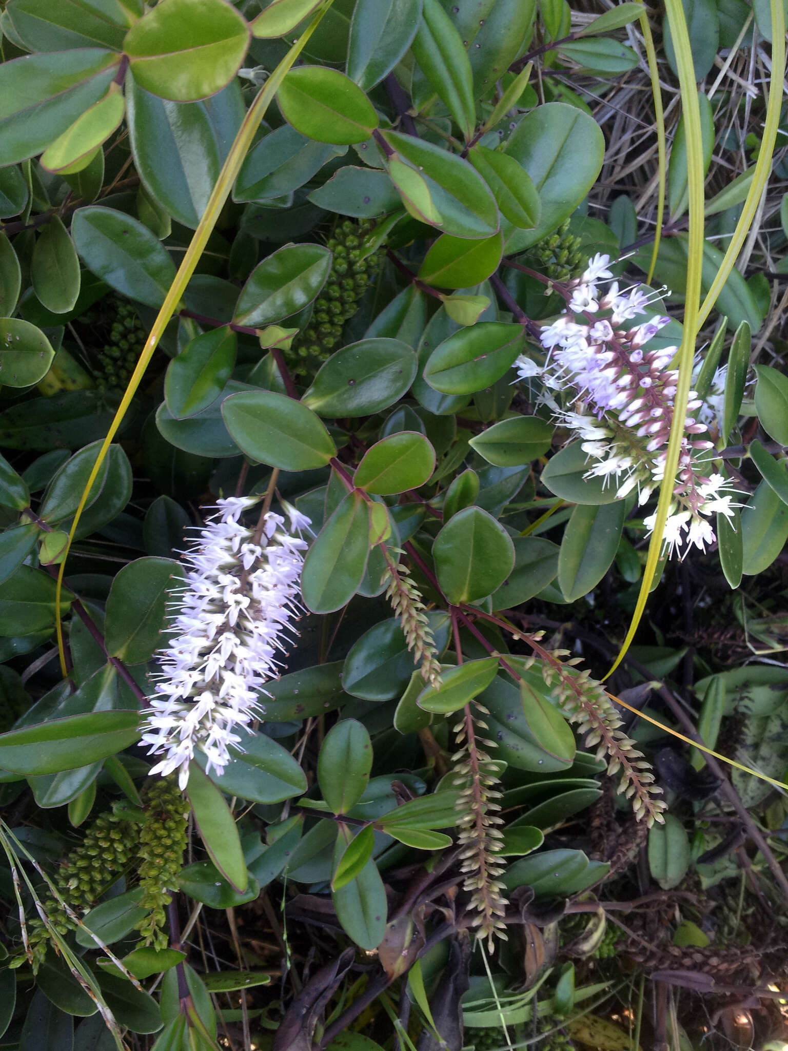 صورة Veronica obtusata Chresem.