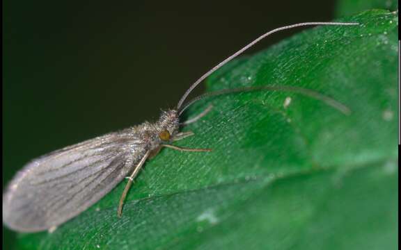 صورة Lepidostoma (Lepidostoma) hirtum (Fabricius 1775)