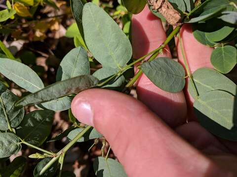 Imagem de Desmodium marilandicum Darl.