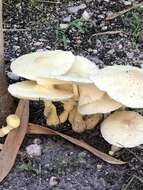 Image of Leucocoprinus tricolor H. V. Sm. 1981