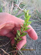 Image of <i>Epilobium billardiereanum</i>