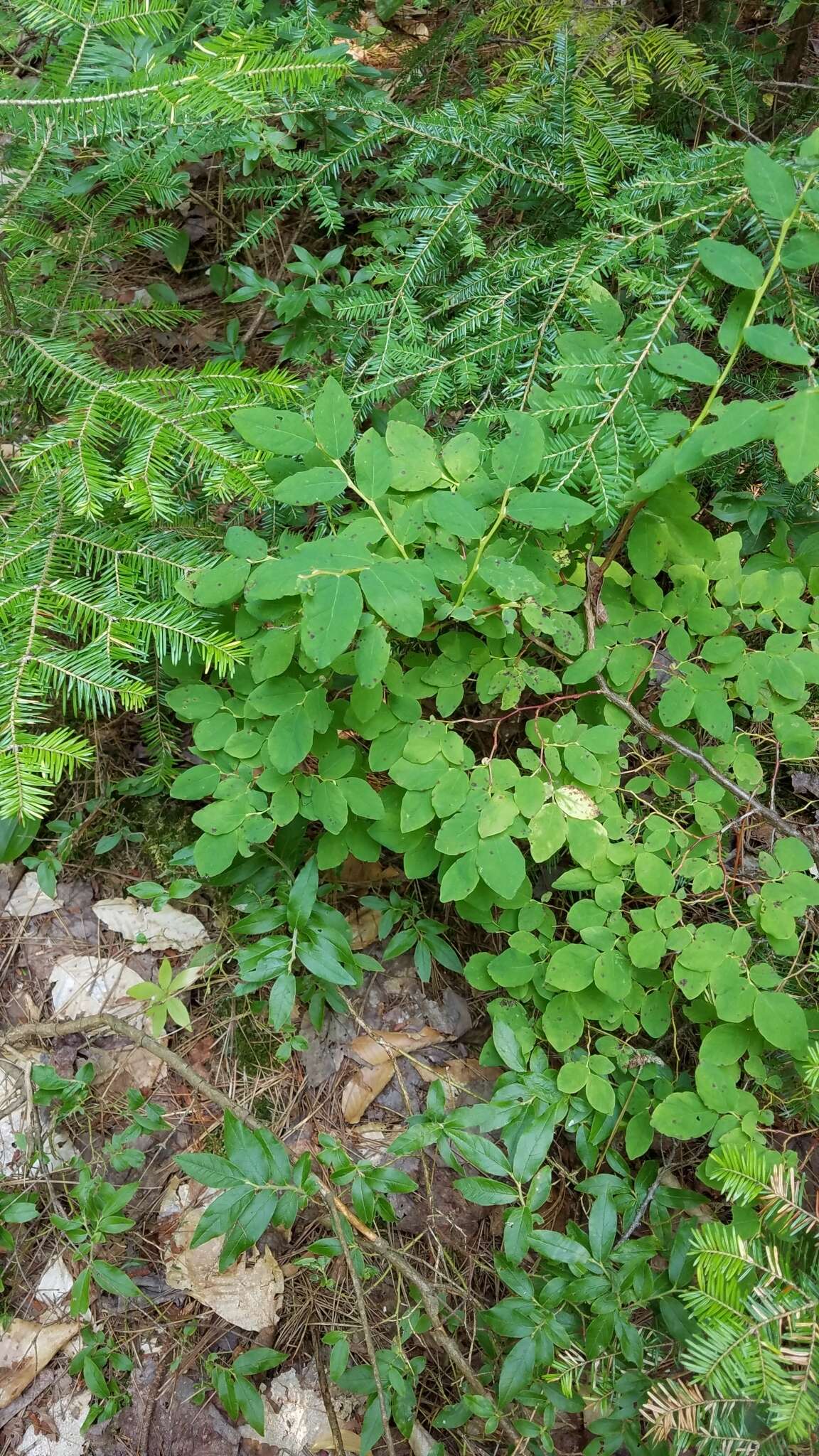 Image of Alaska blueberry