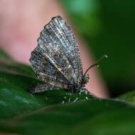 Image of Logania marmorata damis Fruhstorfer 1914