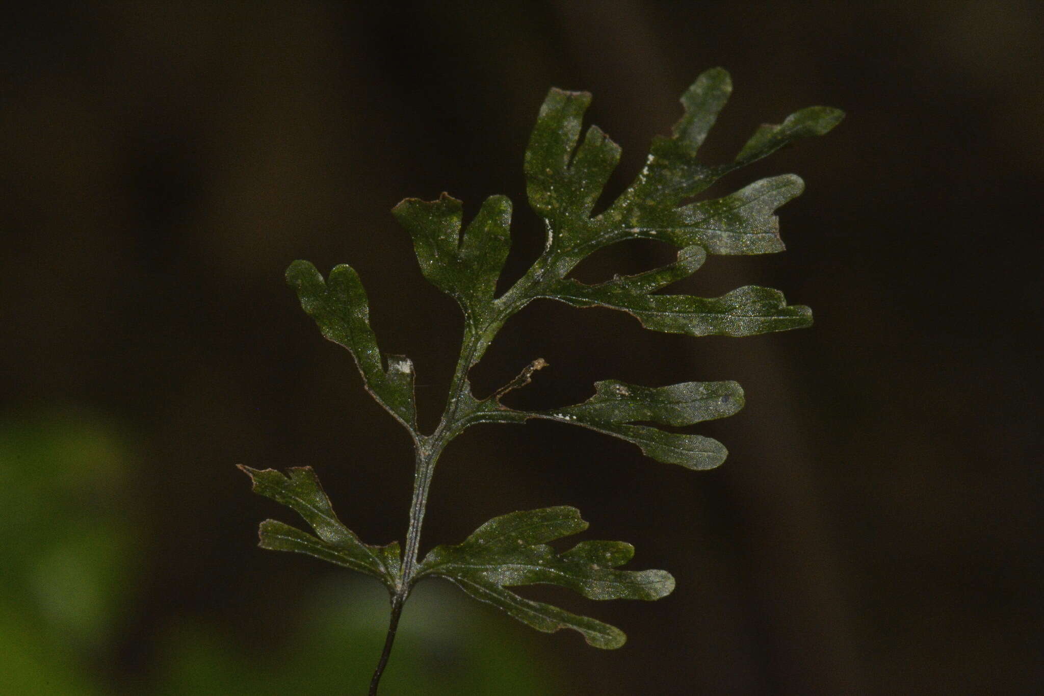 Image of Polyphlebium endlicherianum (C. Presl) Ebihara & K. Iwats.