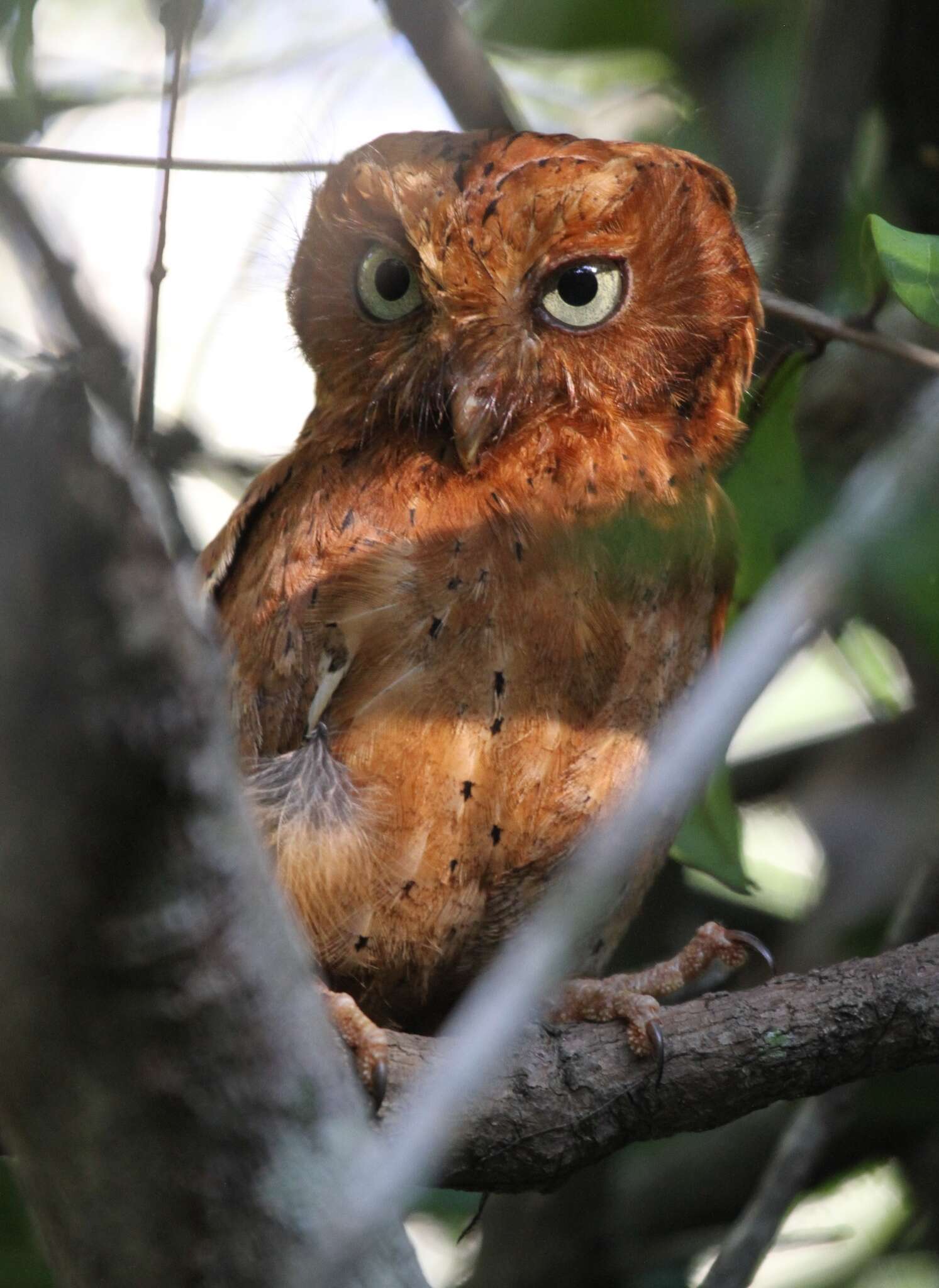 Image of Morden's Scops-owl