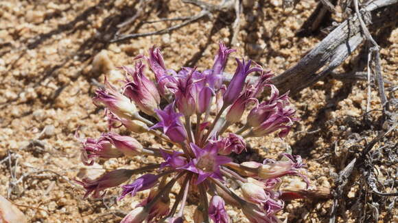 Image of fringed onion