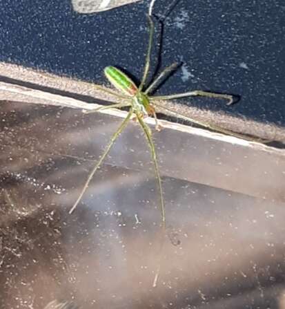 Image of Tetragnatha viridis Walckenaer 1841