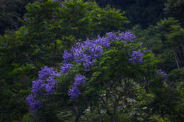 صورة Jacaranda copaia (Aubl.) D. Don