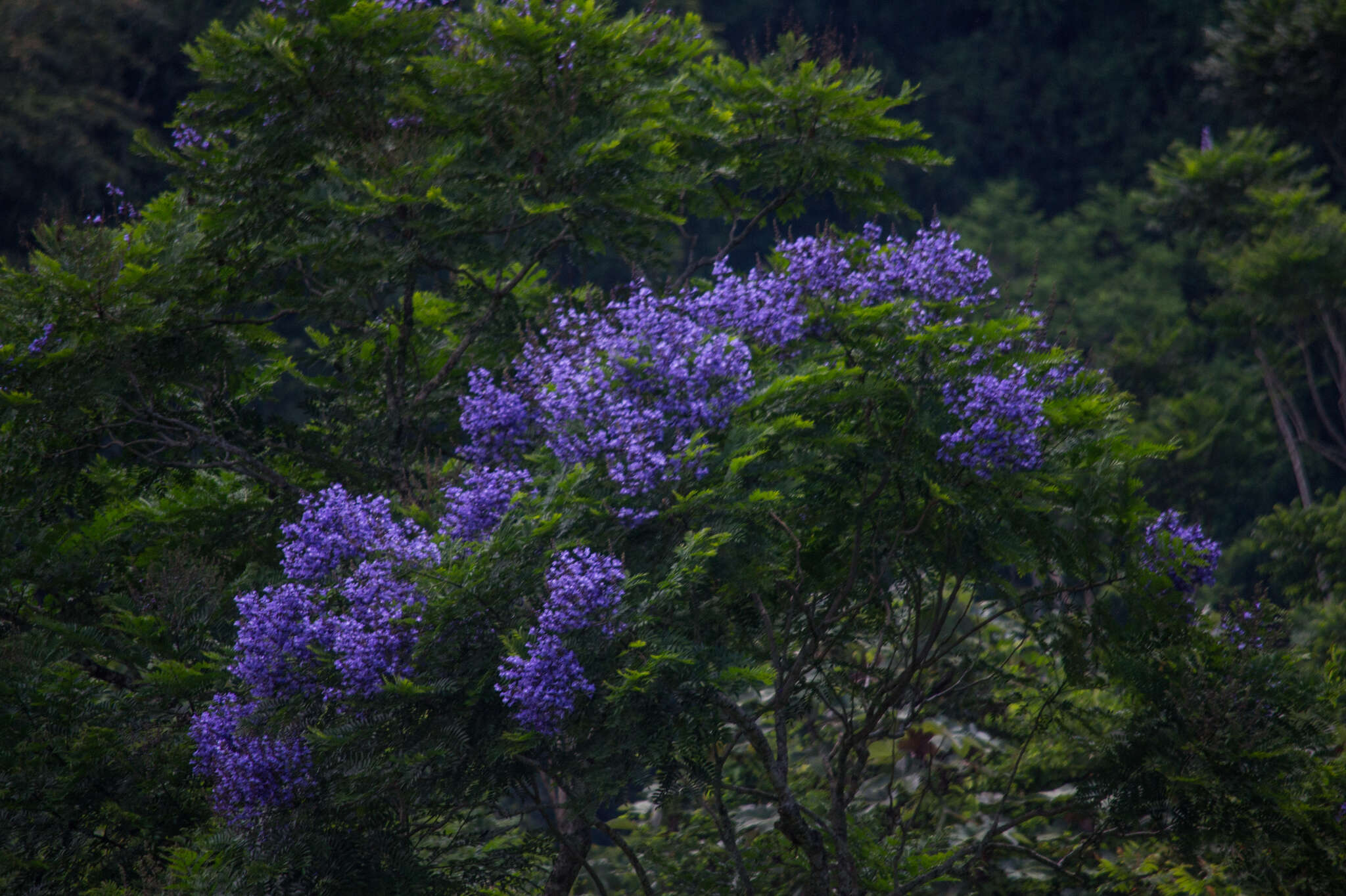 صورة Jacaranda copaia (Aubl.) D. Don