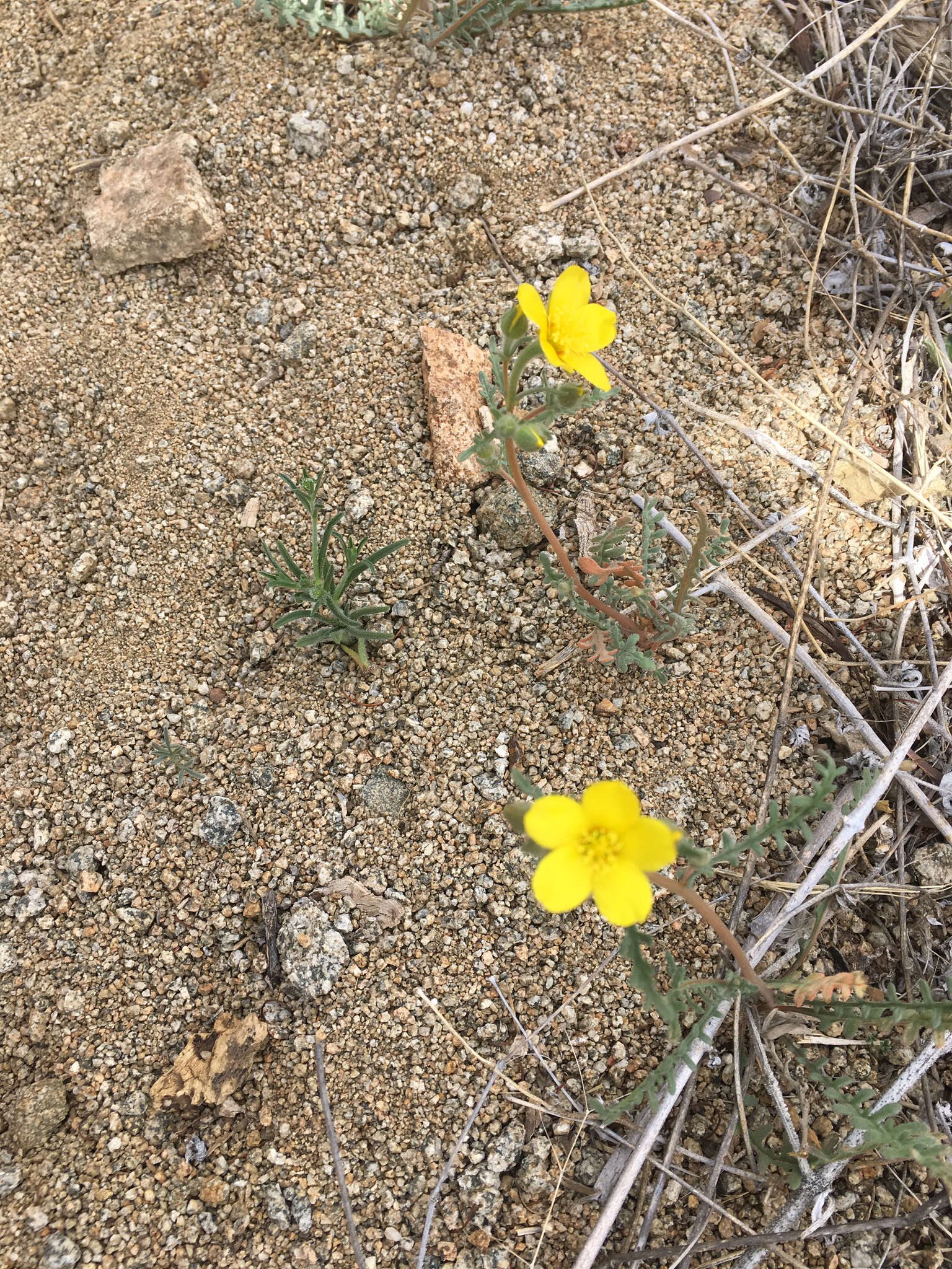 Image of Jones' blazingstar