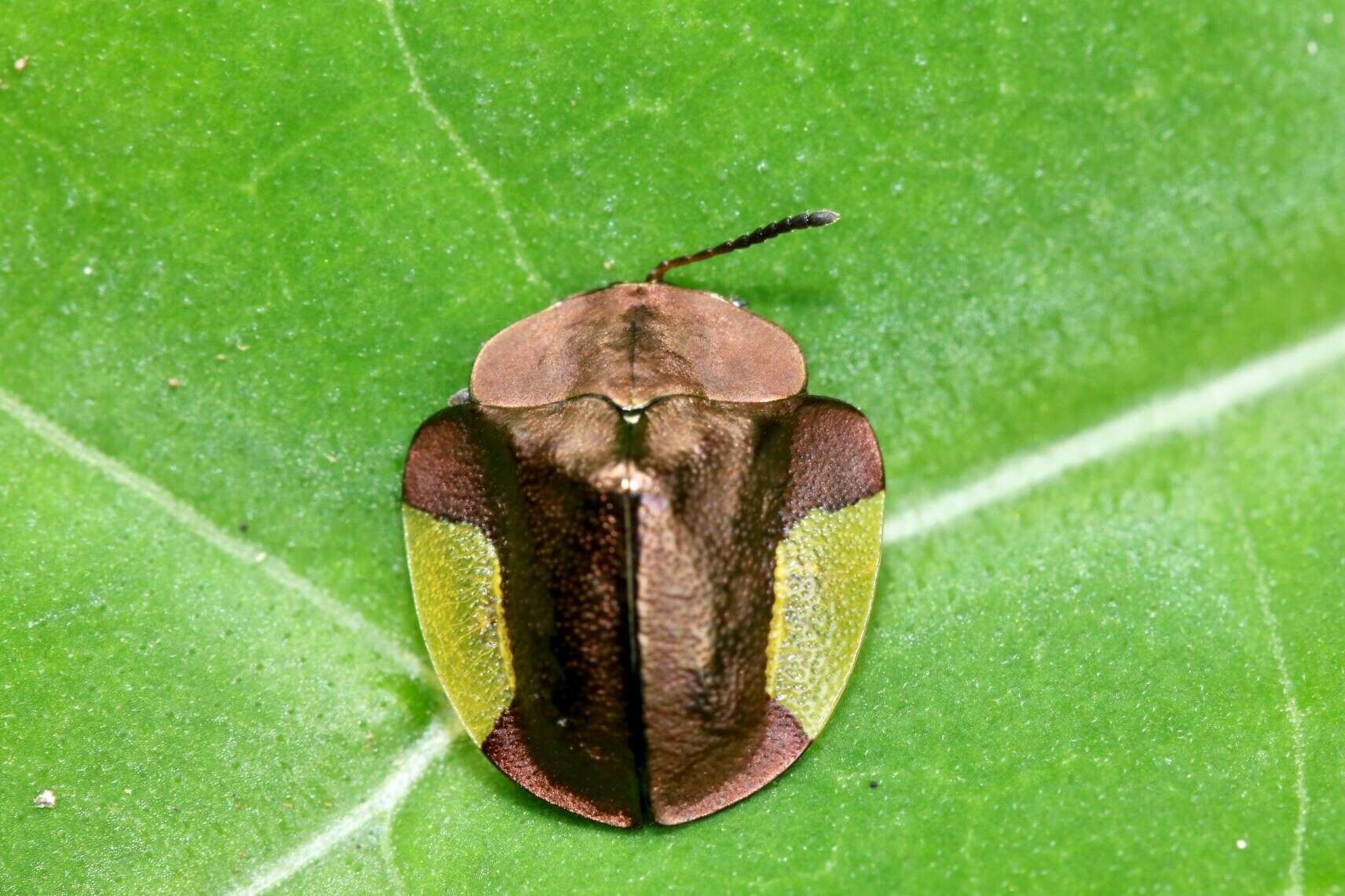 صورة Cyrtonota lateralis (Linnaeus 1758)