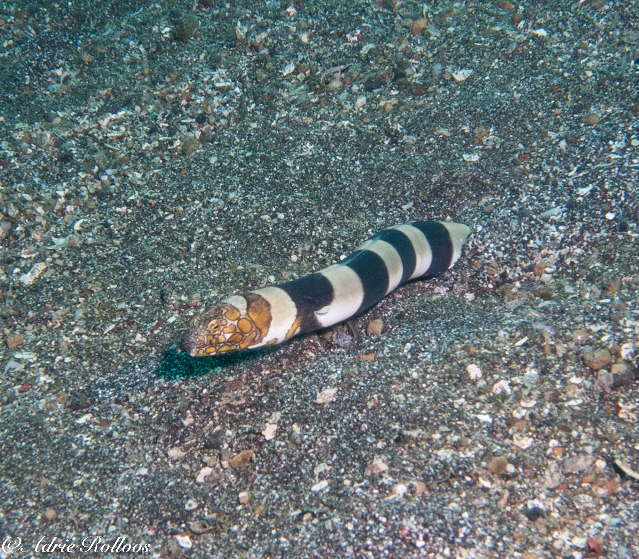 Image of Napoleon snake eel