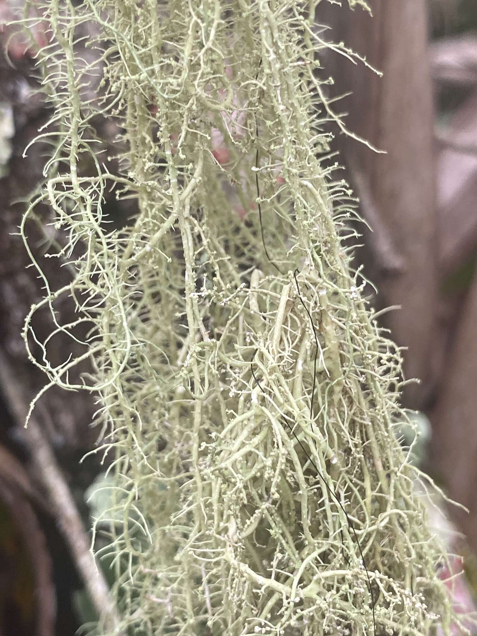 Слика од <i>Usnea dimorpha</i>