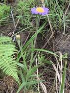 Plancia ëd Afroaster hispida (Thunb.) J. C. Manning & Goldblatt