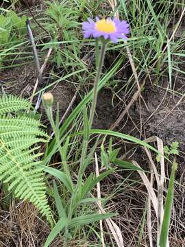 Image of Afroaster hispida (Thunb.) J. C. Manning & Goldblatt