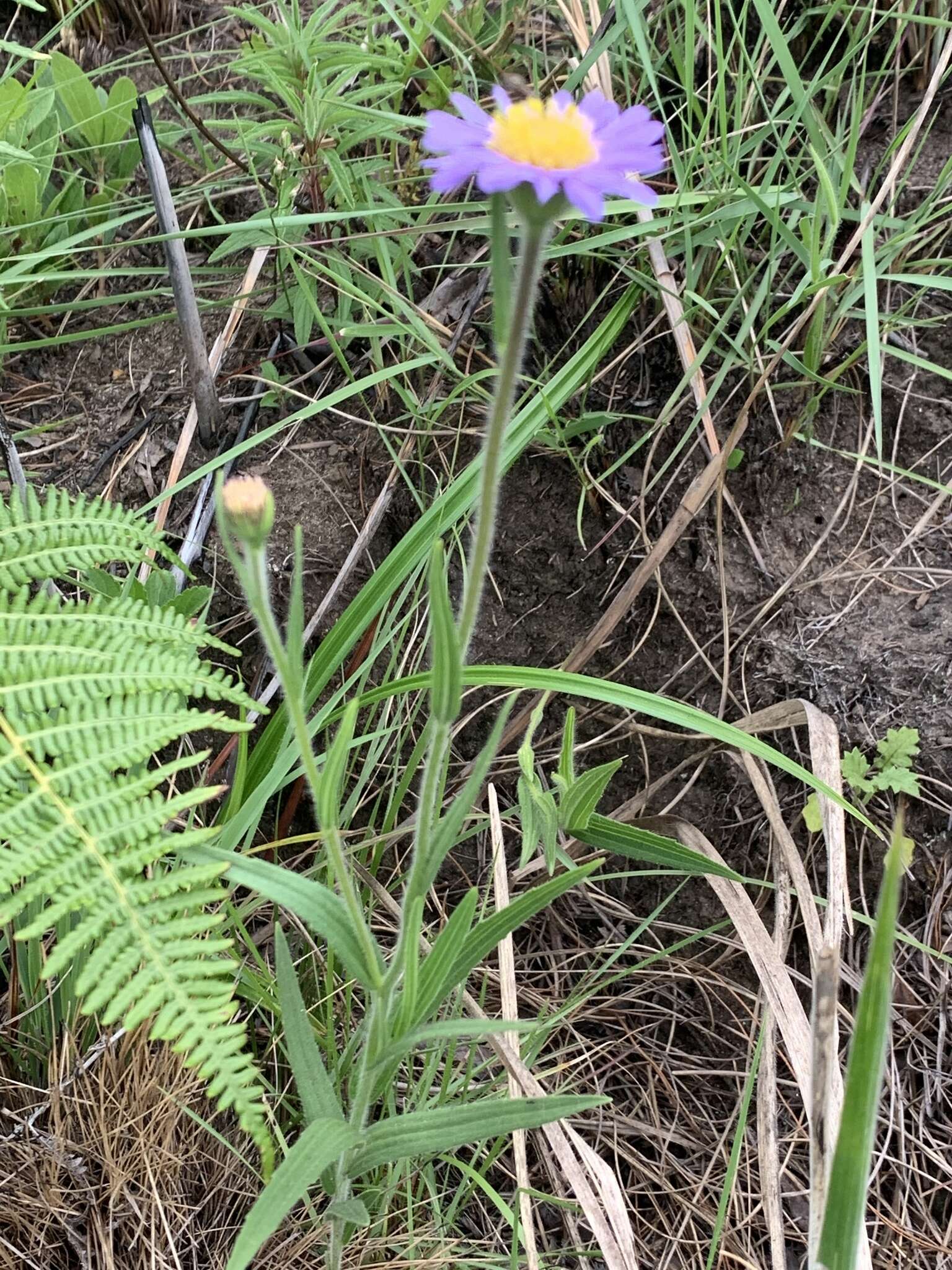 Plancia ëd Afroaster hispida (Thunb.) J. C. Manning & Goldblatt