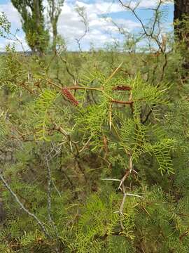 صورة Prosopis alpataco Phil.